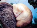 koala_albinos8547.jpg