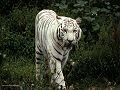 tigre_blanc_marchant.jpg