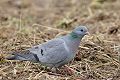 pigeon-colombin25874.jpg