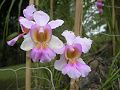orchidee_002.jpg