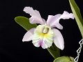orchidee_005.jpg