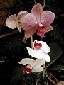 orchidee_006.jpg