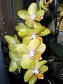 orchidee_014.jpg