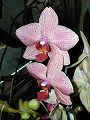 orchidee_015.jpg