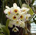 orchidee_017.jpg
