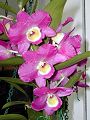 orchidee_019.jpg