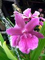 orchidee_033.jpg