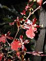 orchidee_038.jpg