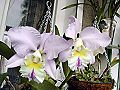orchidee_041.jpg