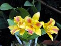 orchidee_042.jpg