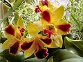 orchidee_043.jpg