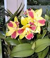 orchidee_044.jpg