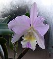 orchidee_045.jpg