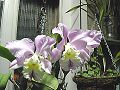 orchidee_047.jpg