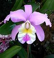 orchidee_049.jpg