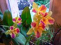 orchidee_052.jpg