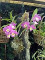 orchidee_077.jpg
