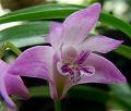 orchidee_080.jpg