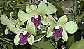 orchidee_081.jpg