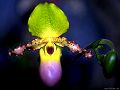 orchidee_093.jpg