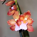 orchidee_096.jpg