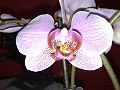 orchidee_116.jpg