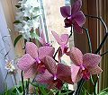 orchidee_174.jpg