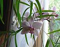 orchidee_180.jpg