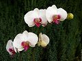 orchidee_186.jpg