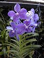 orchidee_190.jpg