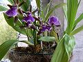 orchidee_195.jpg