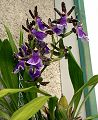 orchidee_196.jpg