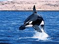 dauphins-baleines_005.jpg