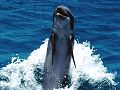 dauphins-baleines_006.jpg