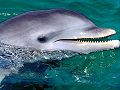 dauphins-baleines_007.jpg