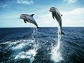 dauphins-baleines_008.jpg