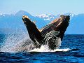 dauphins-baleines_009.jpg