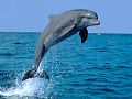 dauphins-baleines_020.jpg