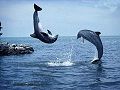 dauphins-baleines_023.jpg
