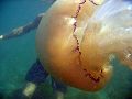 grosse-meduse.jpg