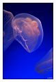 monaco-meduse.jpg