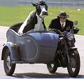 motosidecar-cow.jpg